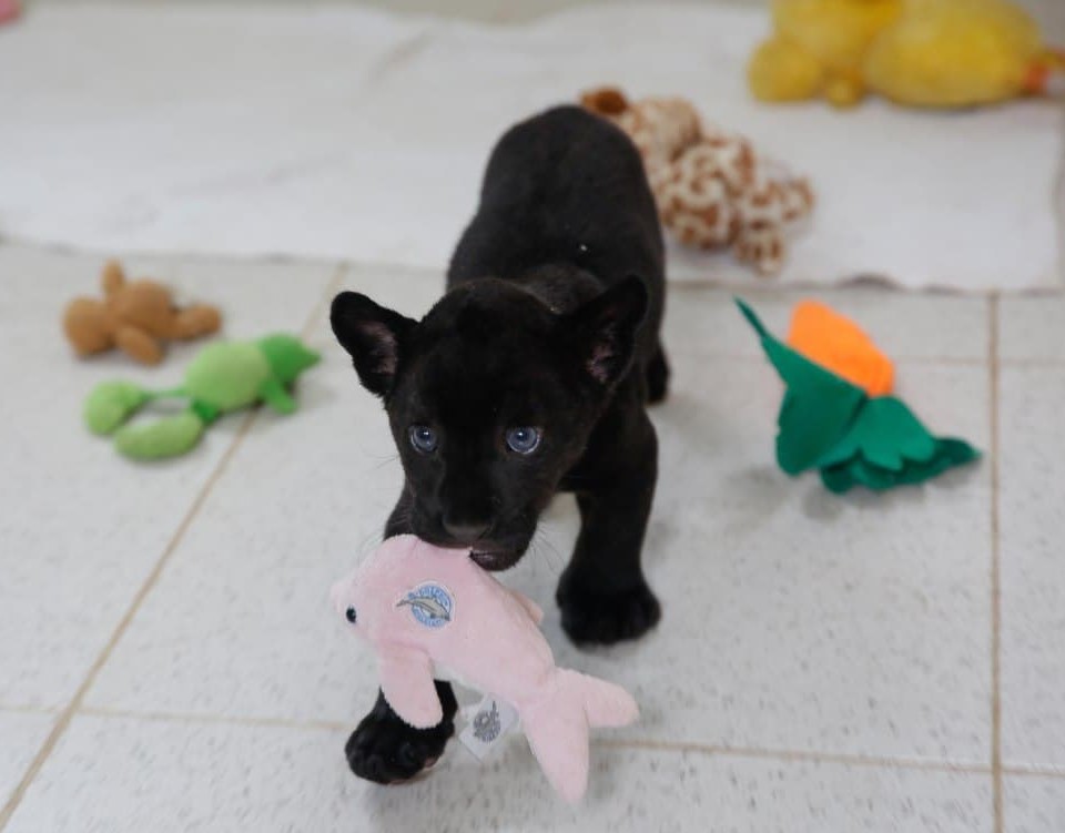  Nace una cría de jaguar negro en el Centenario de Mérida